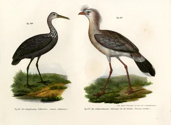 Seriema de patas rojas, 1864